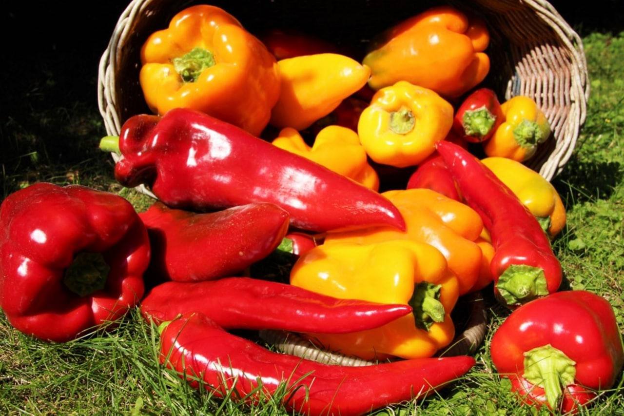 Paprika — mala iskra okusa